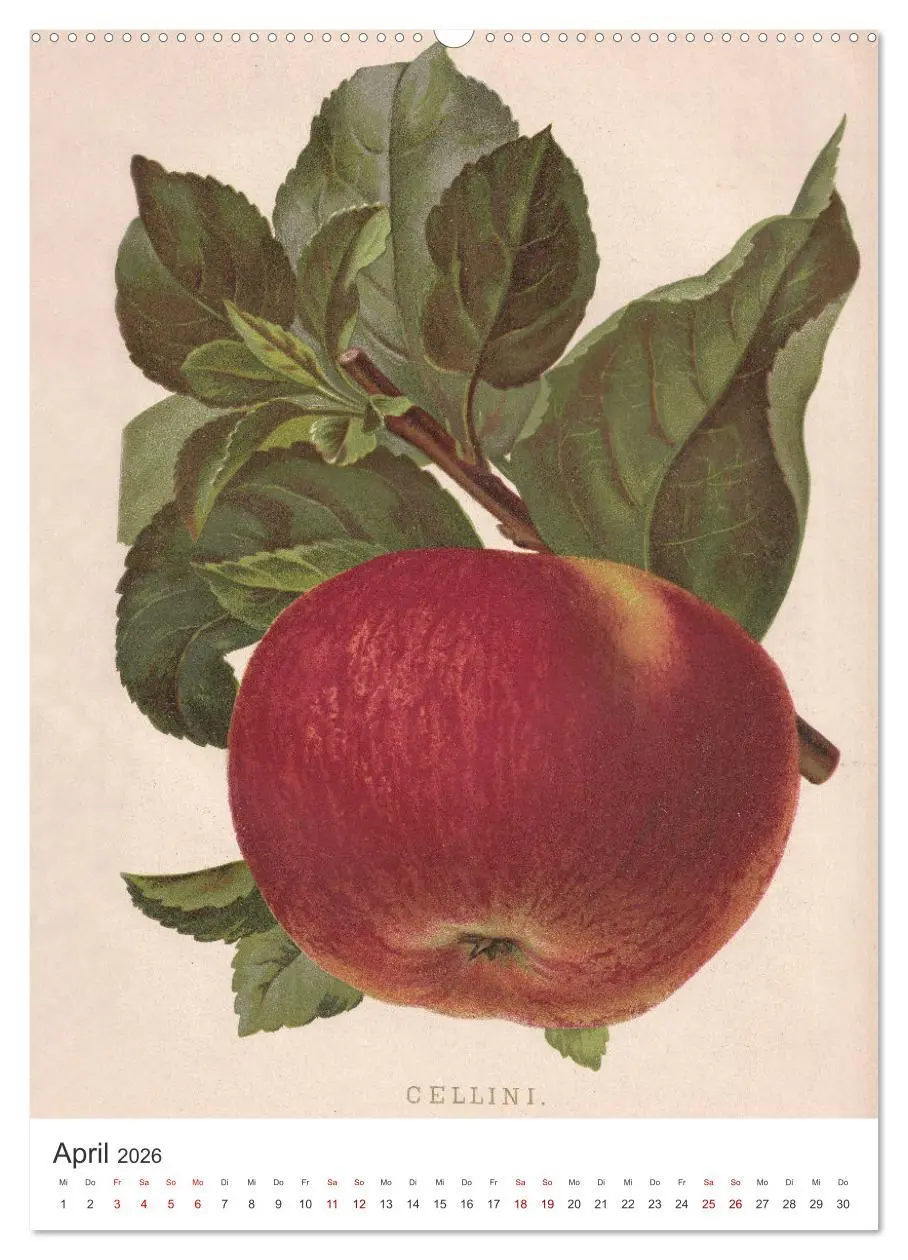Bild: 9783516247152 | Alte Obstsorten - Äpfel 2026 (Wandkalender 2026 DIN A2 hoch),...