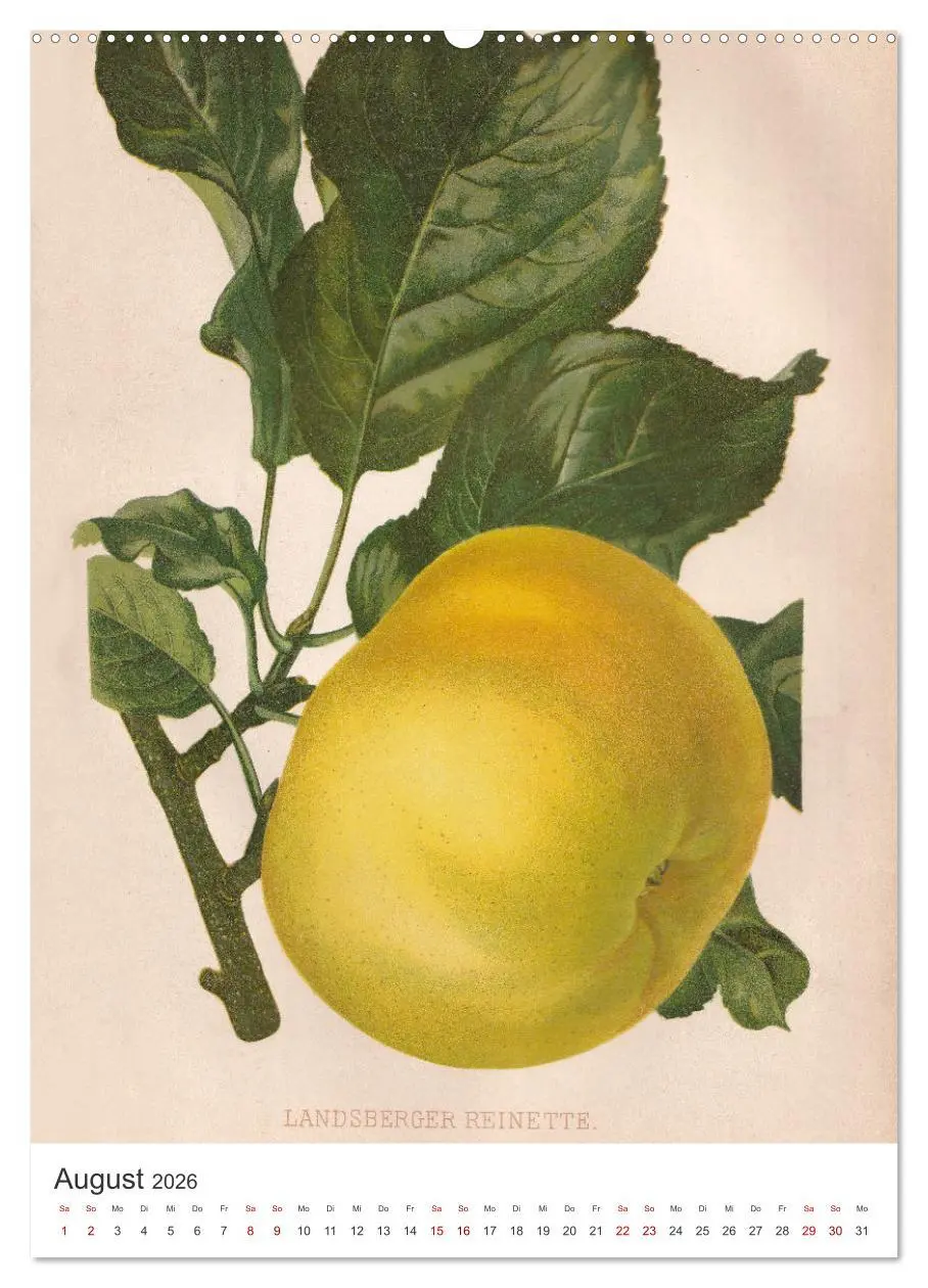 Bild: 9783516247152 | Alte Obstsorten - Äpfel 2026 (Wandkalender 2026 DIN A2 hoch),...