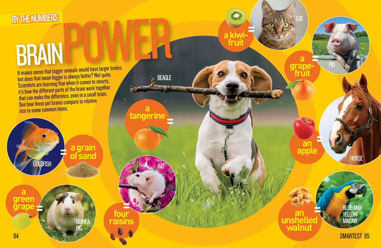 Bild: 9781426337352 | Pet Records | Julie Beer (u. a.) | Taschenbuch | Englisch | 2020