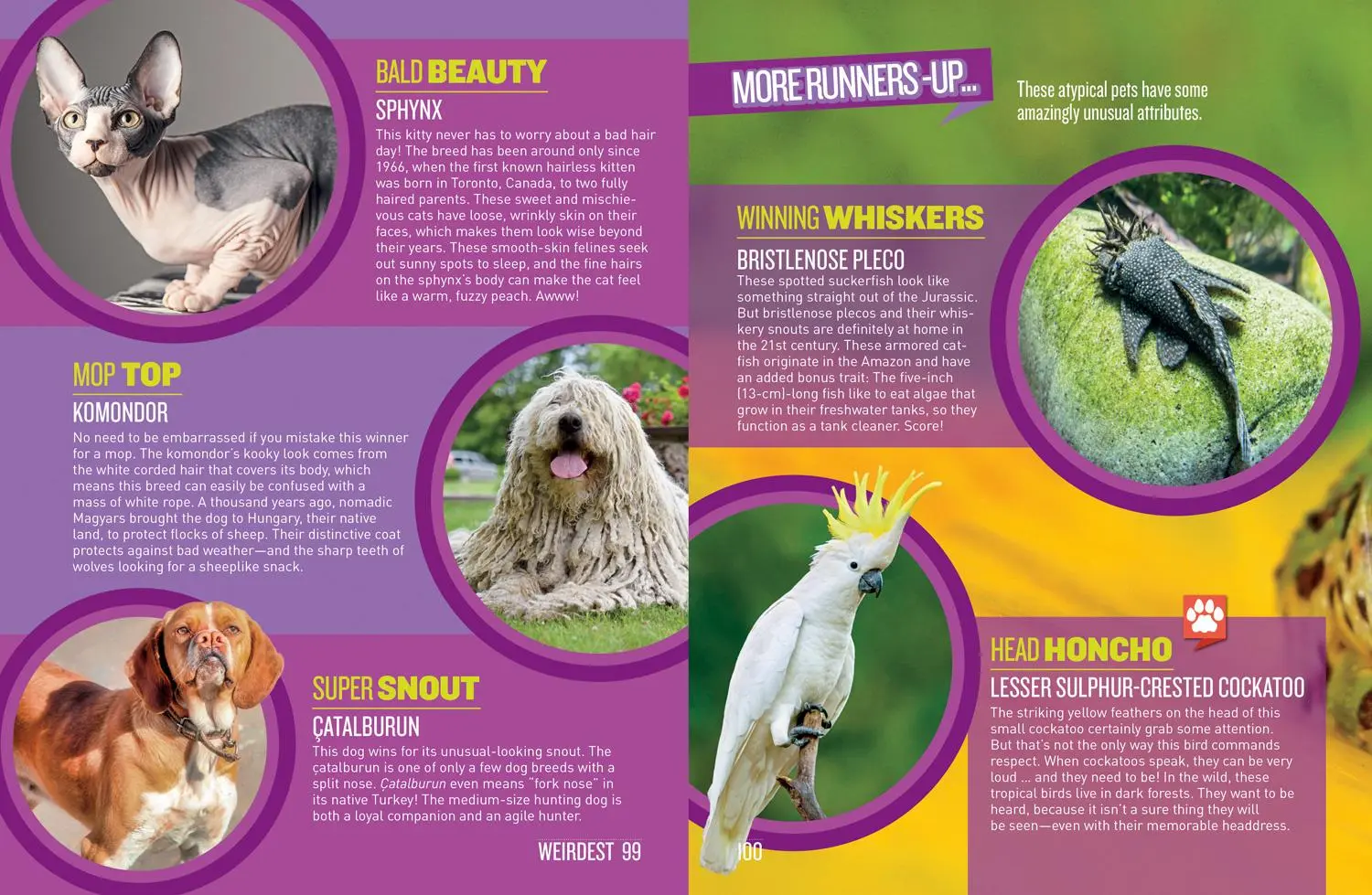 Bild: 9781426337352 | Pet Records | Julie Beer (u. a.) | Taschenbuch | Englisch | 2020