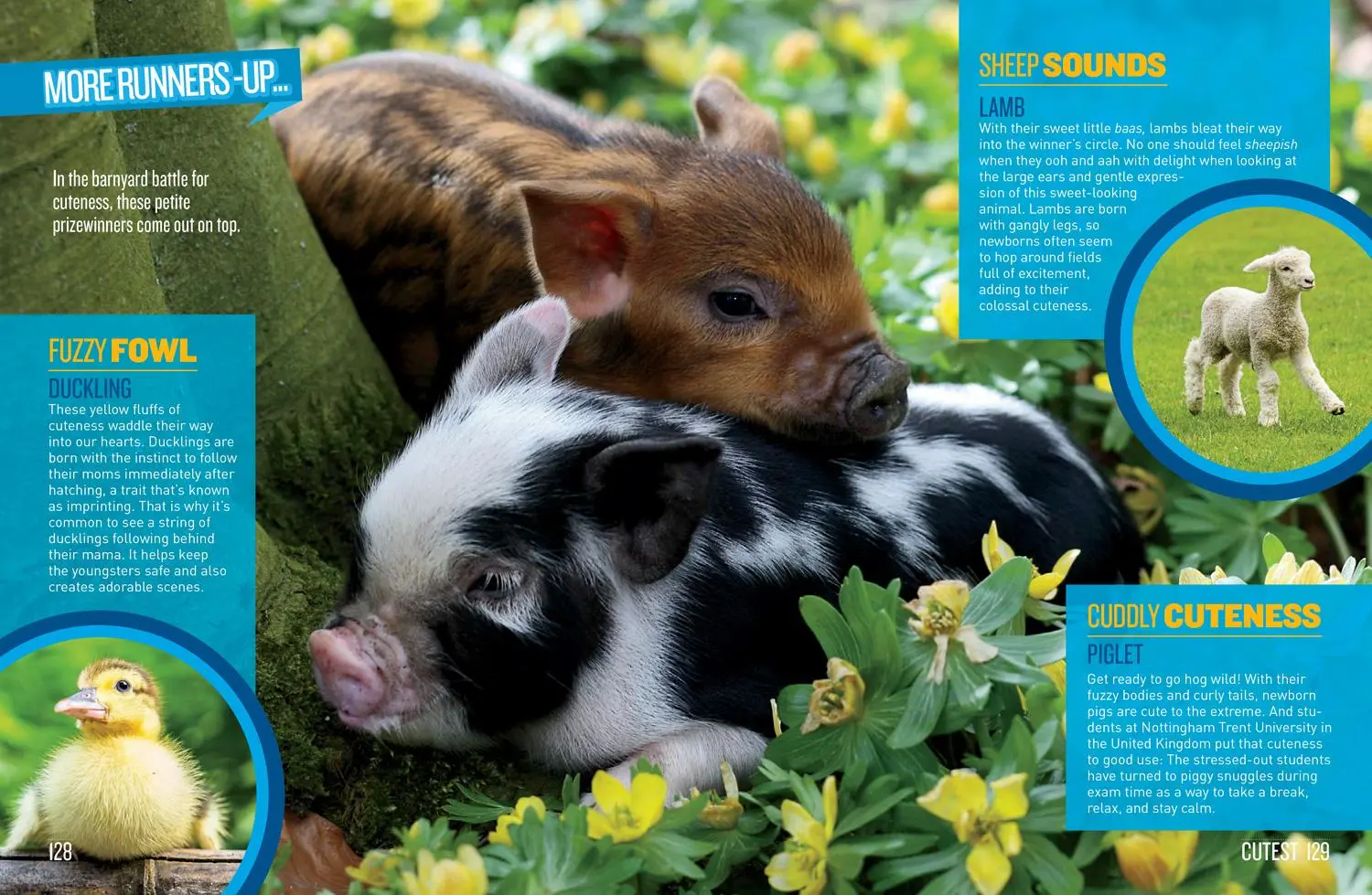Bild: 9781426337352 | Pet Records | Julie Beer (u. a.) | Taschenbuch | Englisch | 2020