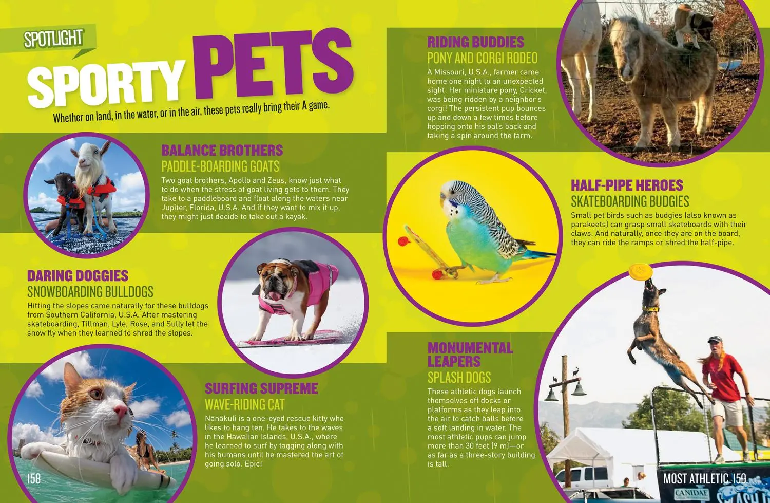 Bild: 9781426337352 | Pet Records | Julie Beer (u. a.) | Taschenbuch | Englisch | 2020