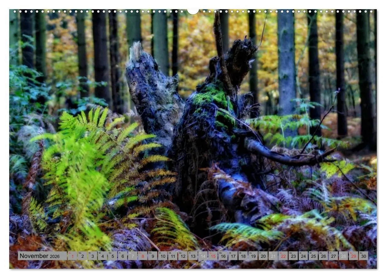 Bild: 9783457987452 | Spaziergang durch den Zauberwald (hochwertiger Premium Wandkalender...