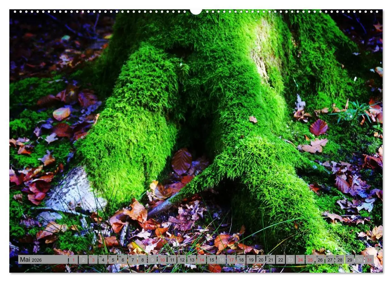 Bild: 9783457987452 | Spaziergang durch den Zauberwald (hochwertiger Premium Wandkalender...