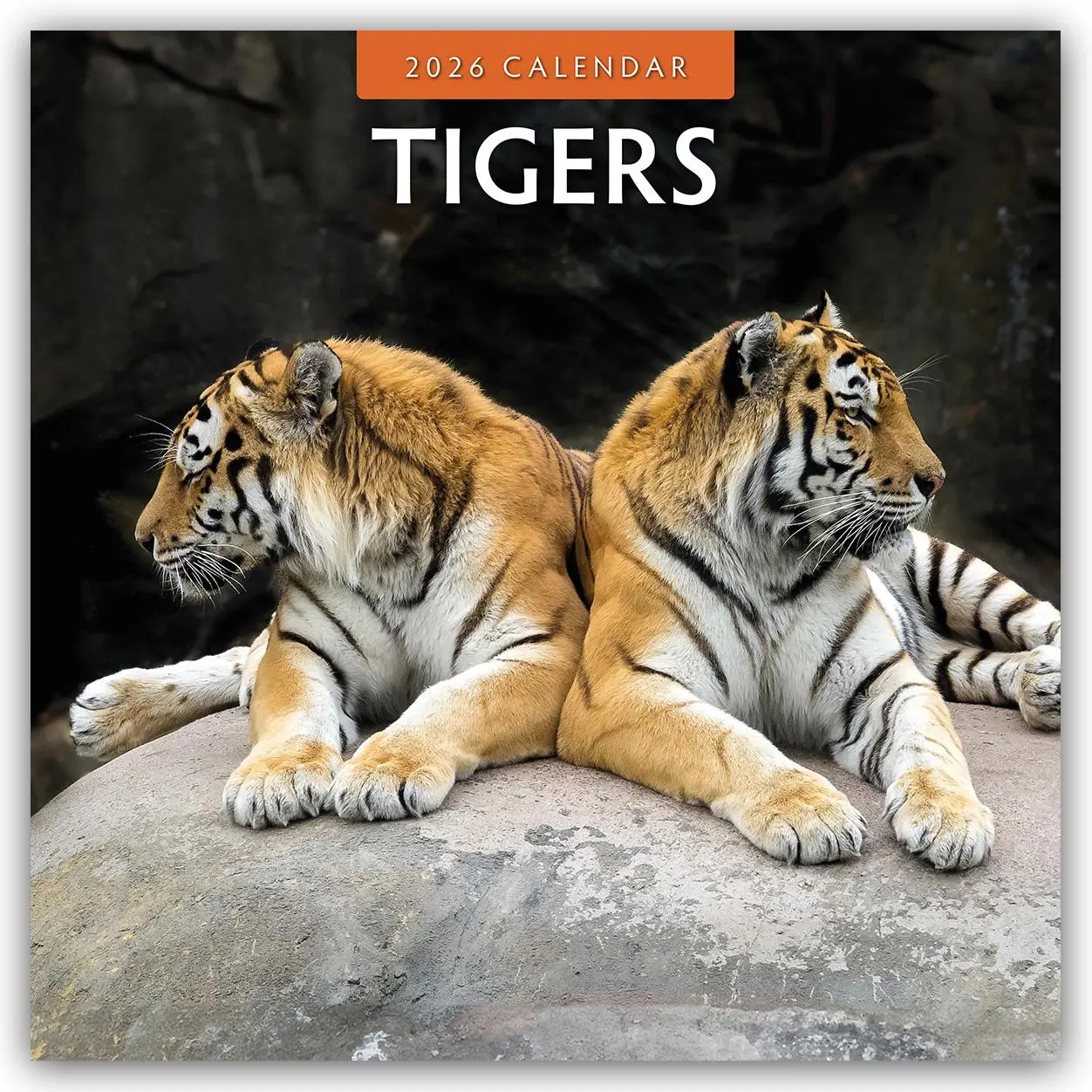 Cover: 9781804427552 | Tigers 2026 Square Wall Calendar | Red Robin | Taschenbuch | 14 S.