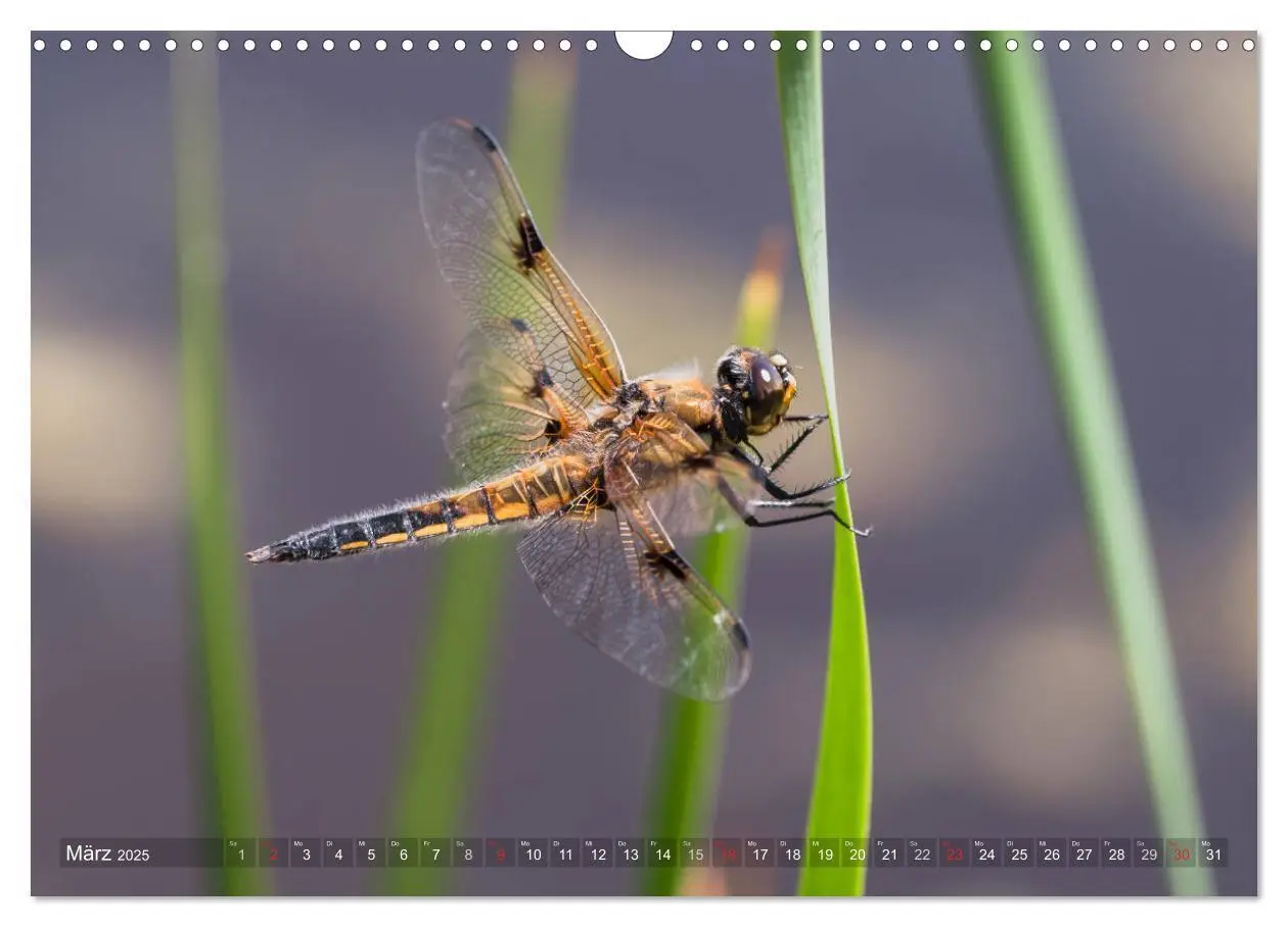 Bild: 9783435717552 | Libellen - Fliegende Edelsteine (Wandkalender 2025 DIN A3 quer),...