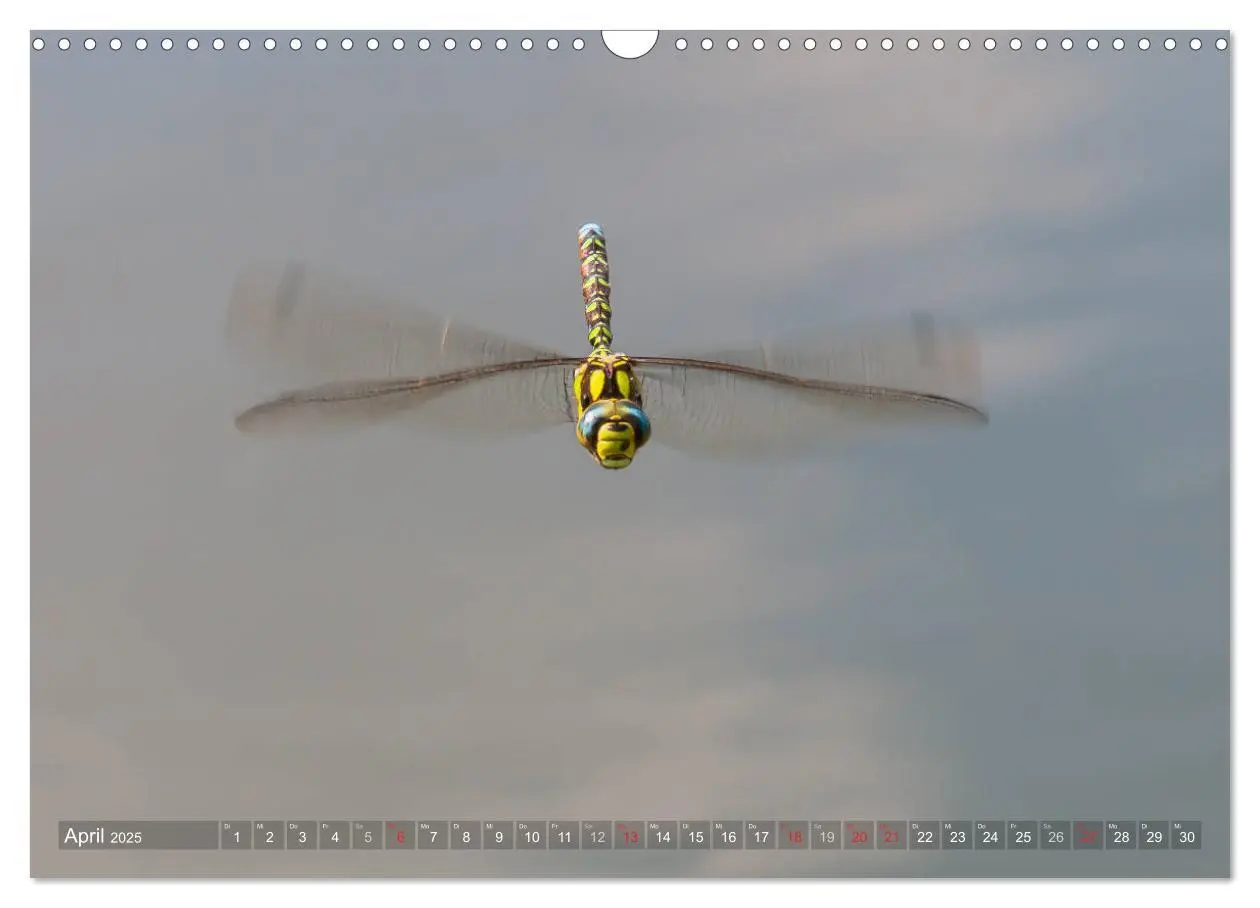 Bild: 9783435717552 | Libellen - Fliegende Edelsteine (Wandkalender 2025 DIN A3 quer),...