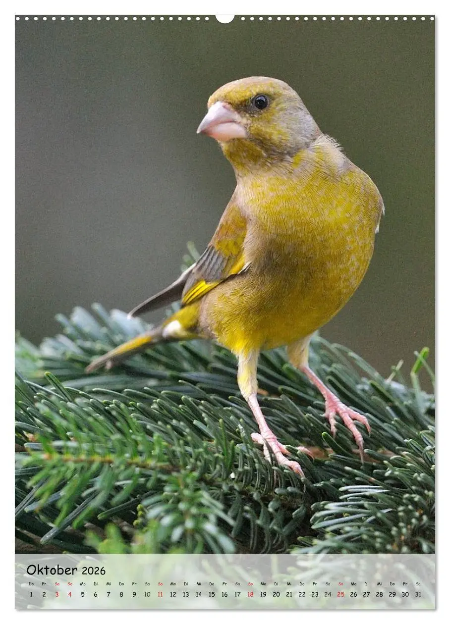 Bild: 9783516447552 | Vögel im heimischen Garten (hochwertiger Premium Wandkalender 2026...