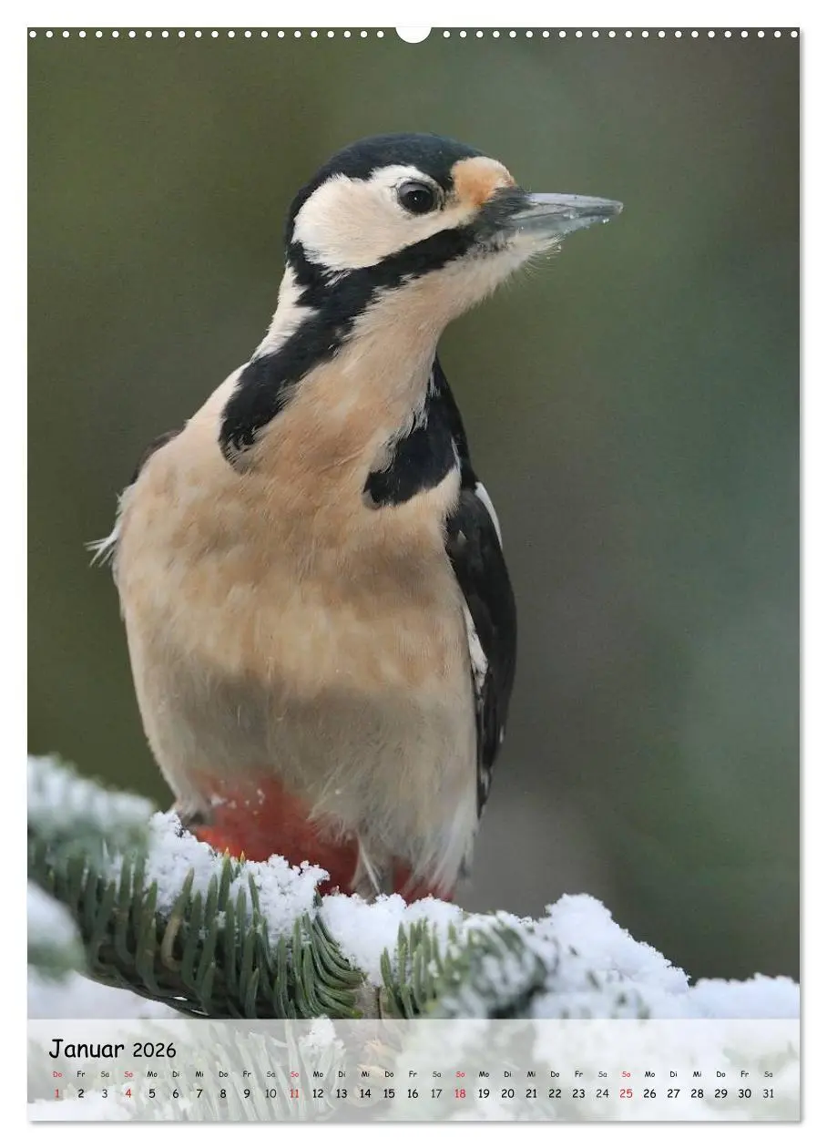 Bild: 9783516447552 | Vögel im heimischen Garten (hochwertiger Premium Wandkalender 2026...
