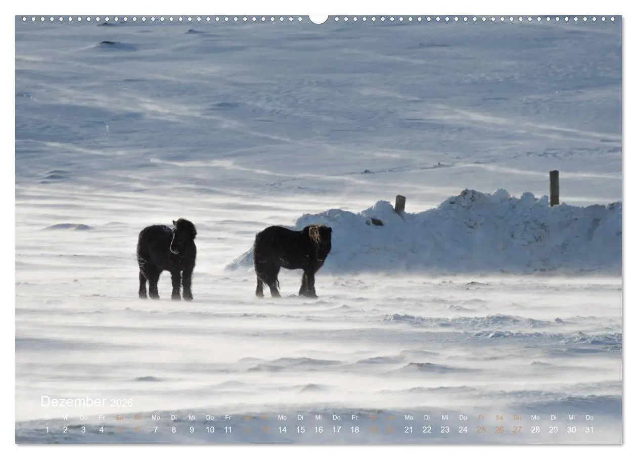 Bild: 9783457727652 | Islandpferde - Der Tölt Kalender (hochwertiger Premium Wandkalender...