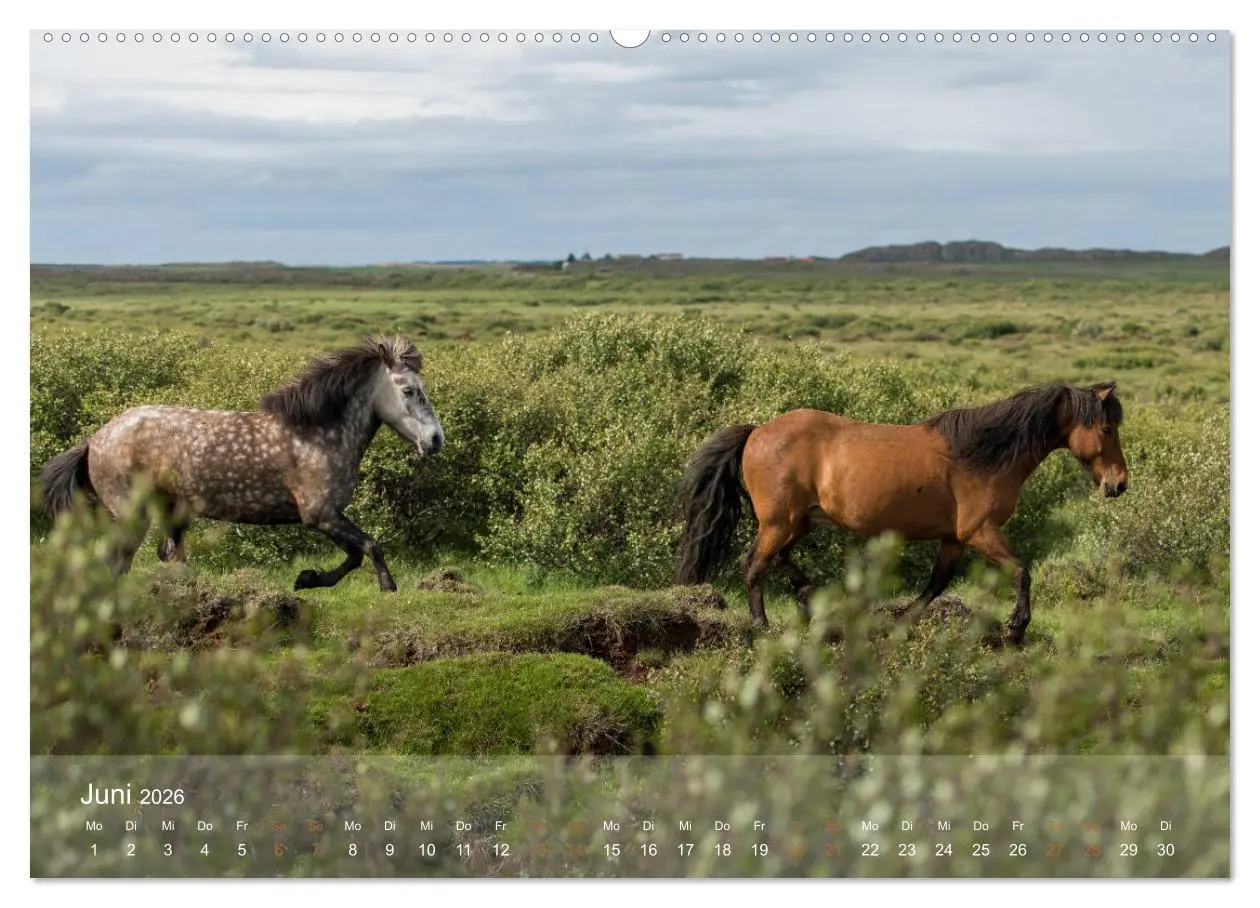 Bild: 9783457727652 | Islandpferde - Der Tölt Kalender (hochwertiger Premium Wandkalender...