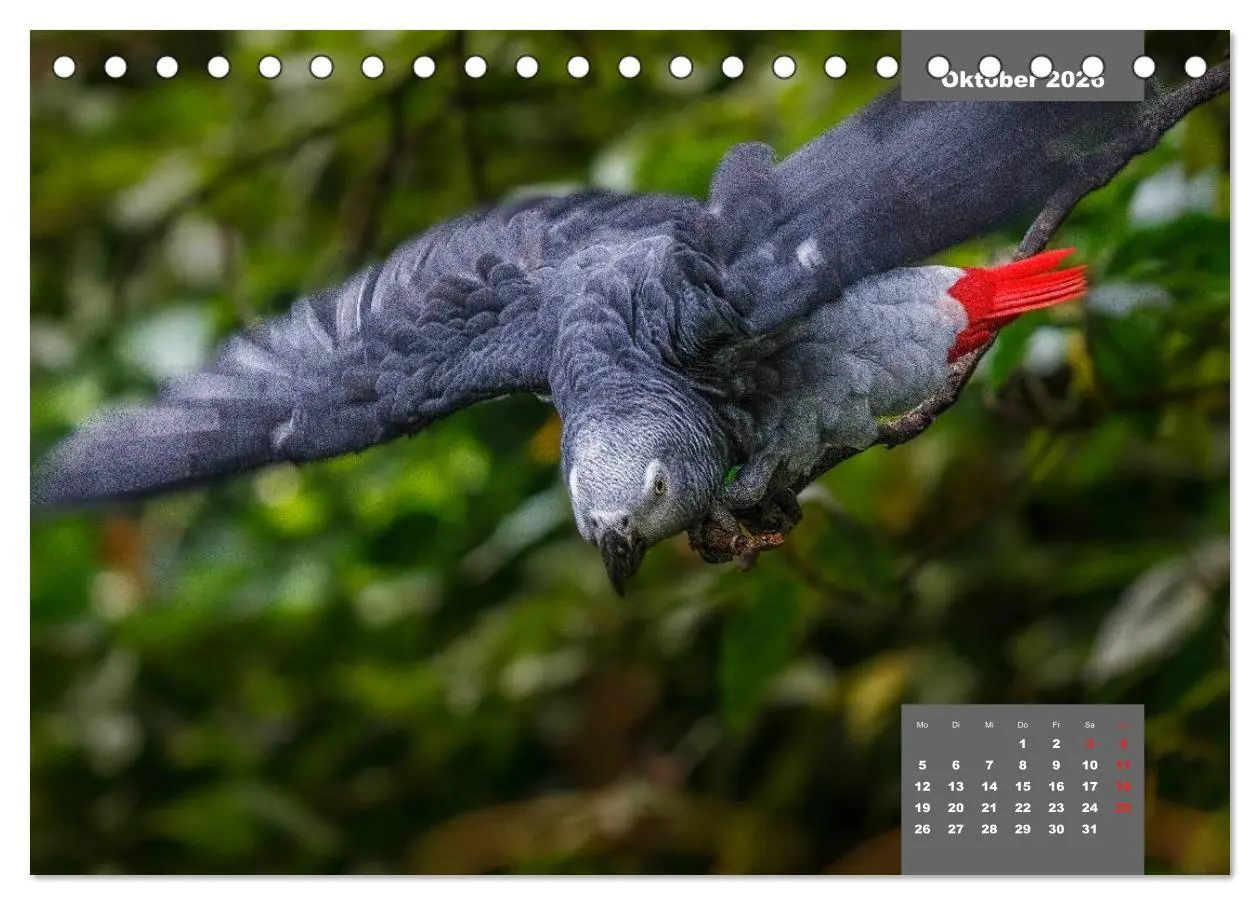 Bild: 9783457957752 | Papageien - Frech, schön und schlau (Tischkalender 2026 DIN A5...