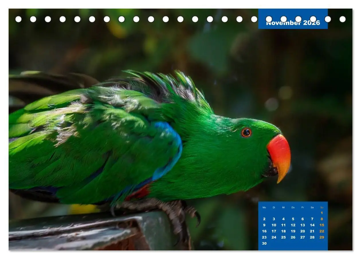 Bild: 9783457957752 | Papageien - Frech, schön und schlau (Tischkalender 2026 DIN A5...