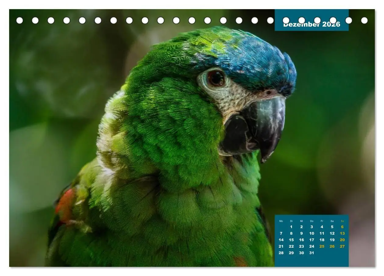 Bild: 9783457957752 | Papageien - Frech, schön und schlau (Tischkalender 2026 DIN A5...