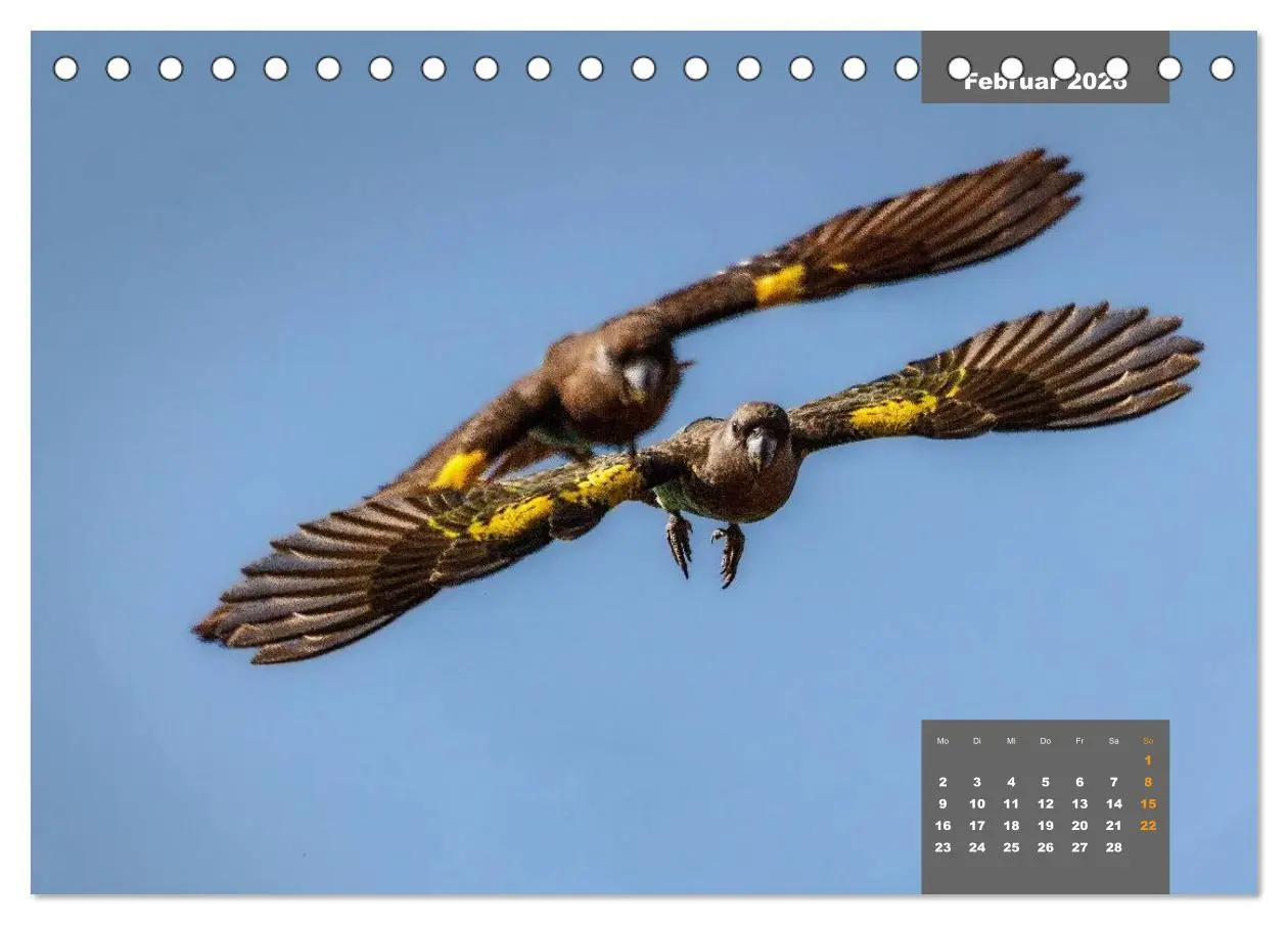 Bild: 9783457957752 | Papageien - Frech, schön und schlau (Tischkalender 2026 DIN A5...