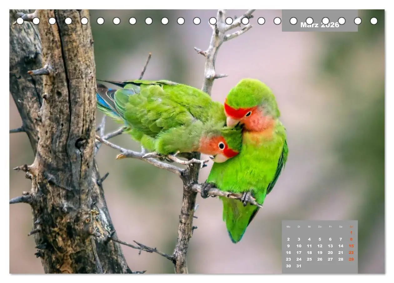 Bild: 9783457957752 | Papageien - Frech, schön und schlau (Tischkalender 2026 DIN A5...