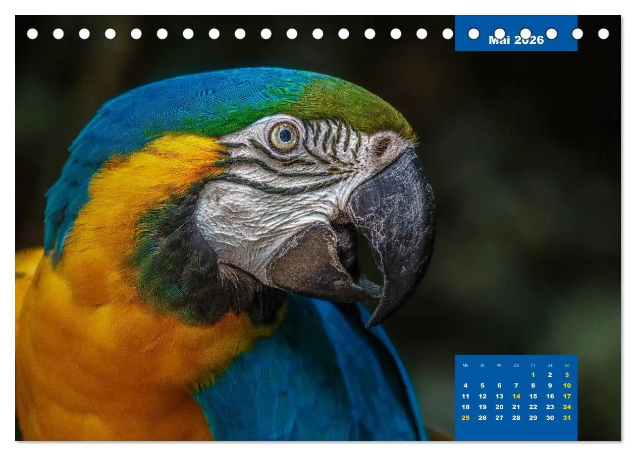 Bild: 9783457957752 | Papageien - Frech, schön und schlau (Tischkalender 2026 DIN A5...