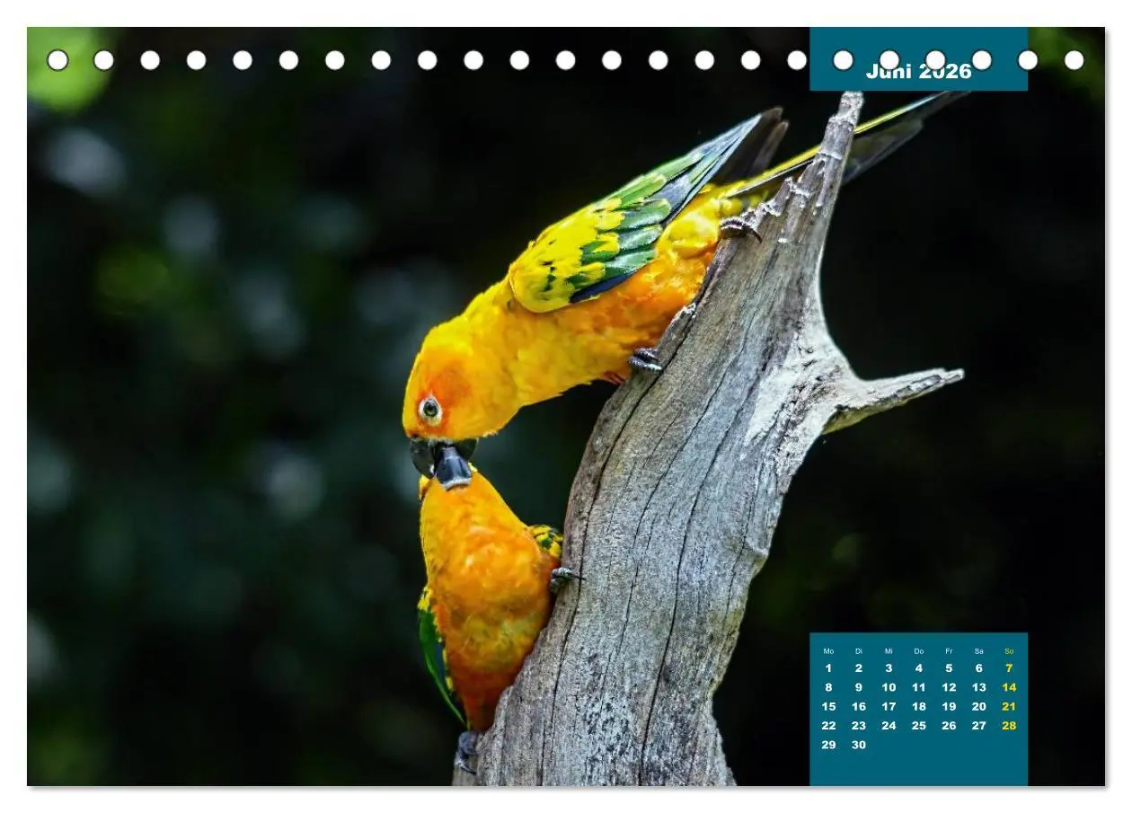 Bild: 9783457957752 | Papageien - Frech, schön und schlau (Tischkalender 2026 DIN A5...
