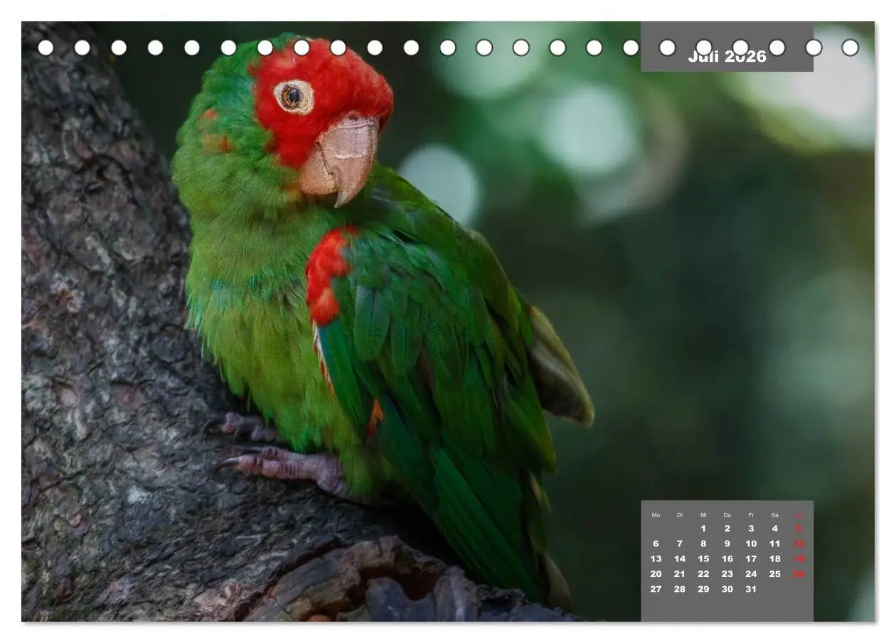 Bild: 9783457957752 | Papageien - Frech, schön und schlau (Tischkalender 2026 DIN A5...