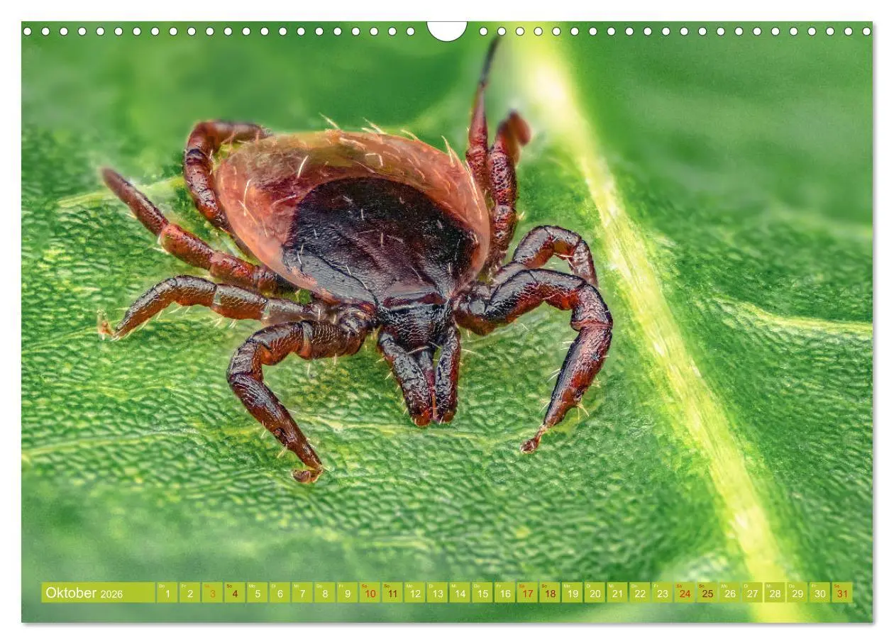 Bild: 9783457877852 | Extreme Makroaufnahmen - Insekten so nah wie nie (Wandkalender 2026...