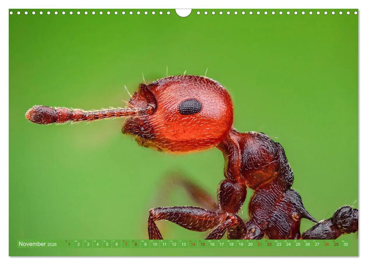 Bild: 9783457877852 | Extreme Makroaufnahmen - Insekten so nah wie nie (Wandkalender 2026...