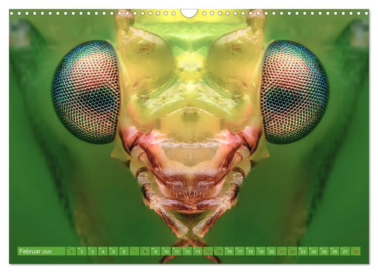 Bild: 9783457877852 | Extreme Makroaufnahmen - Insekten so nah wie nie (Wandkalender 2026...