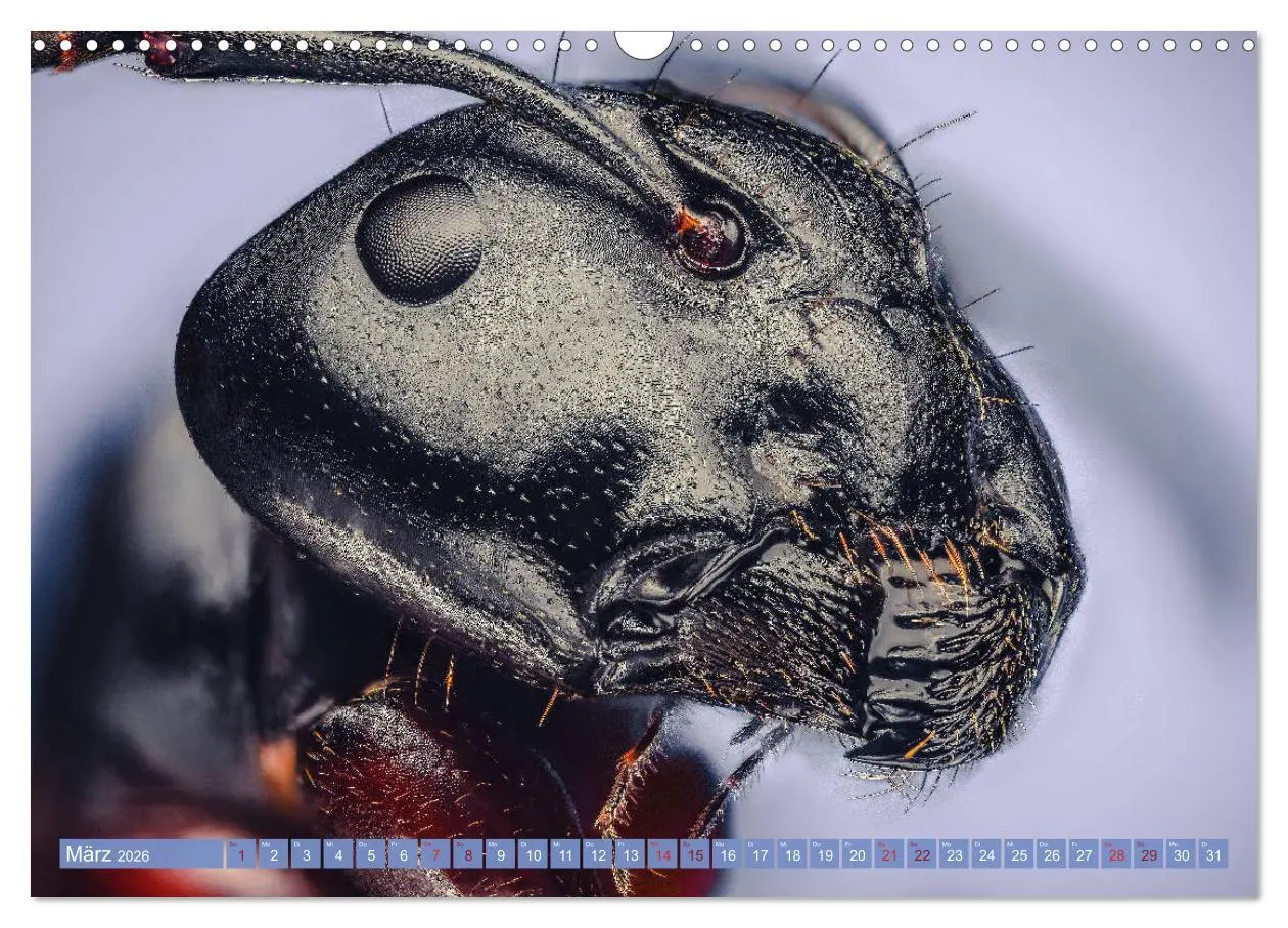 Bild: 9783457877852 | Extreme Makroaufnahmen - Insekten so nah wie nie (Wandkalender 2026...