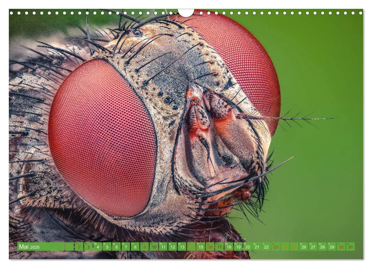 Bild: 9783457877852 | Extreme Makroaufnahmen - Insekten so nah wie nie (Wandkalender 2026...