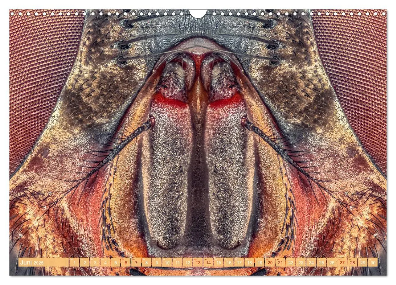 Bild: 9783457877852 | Extreme Makroaufnahmen - Insekten so nah wie nie (Wandkalender 2026...