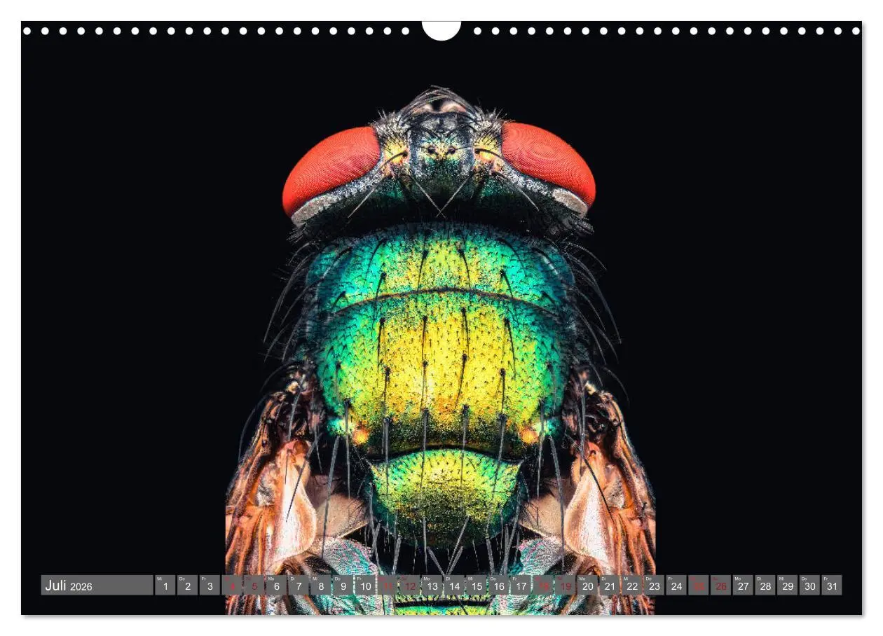 Bild: 9783457877852 | Extreme Makroaufnahmen - Insekten so nah wie nie (Wandkalender 2026...