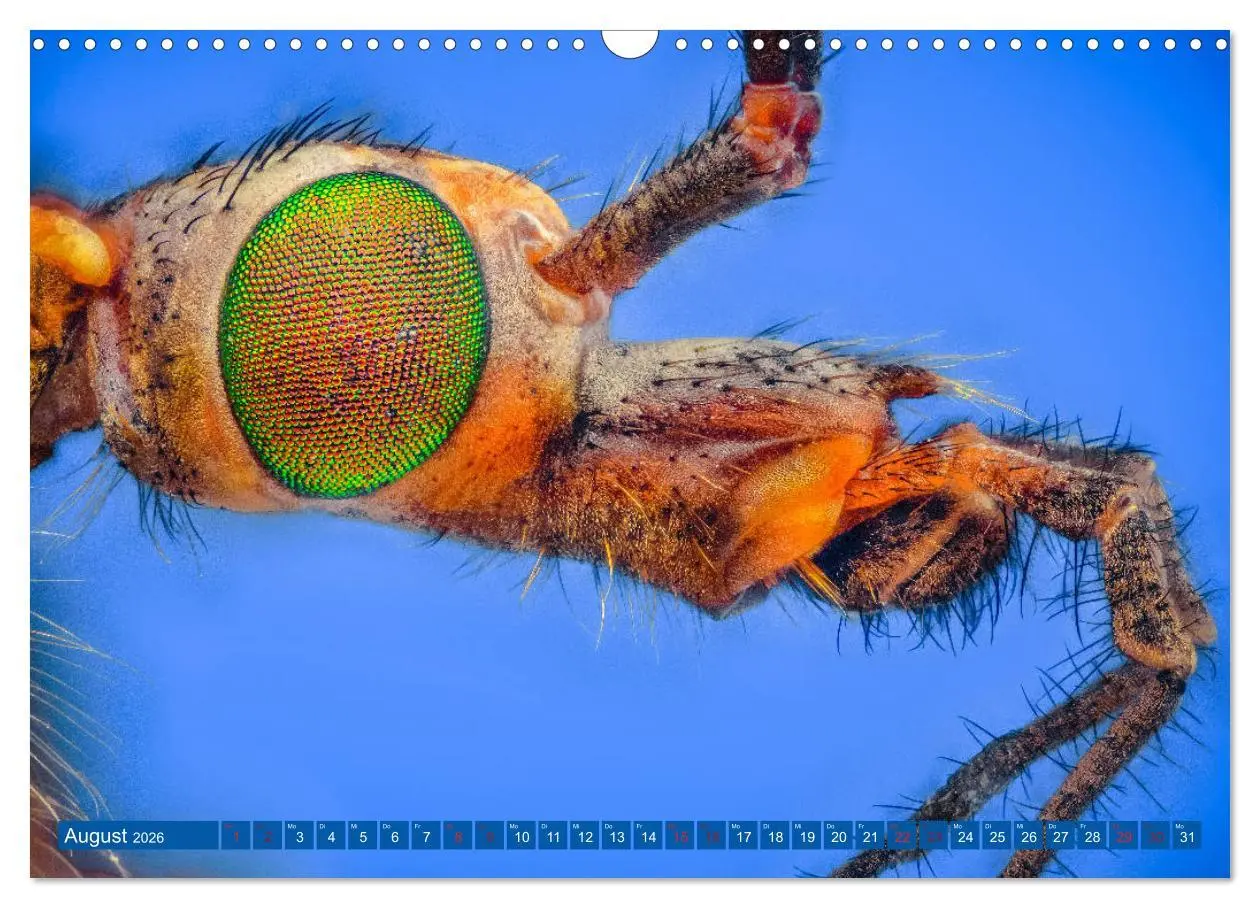 Bild: 9783457877852 | Extreme Makroaufnahmen - Insekten so nah wie nie (Wandkalender 2026...
