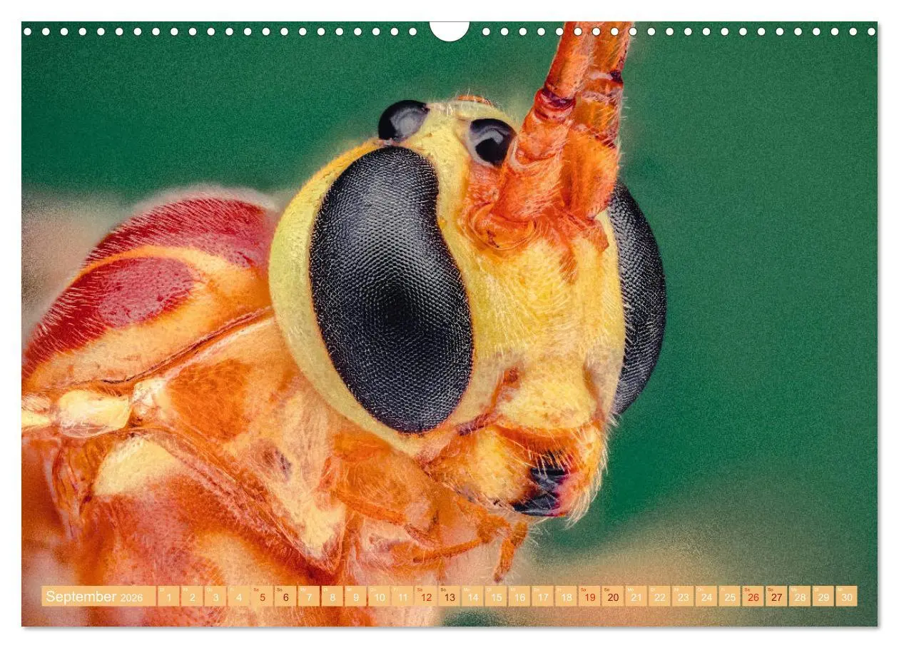 Bild: 9783457877852 | Extreme Makroaufnahmen - Insekten so nah wie nie (Wandkalender 2026...