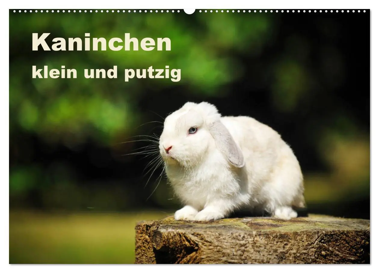 Cover: 9783457937952 | Kaninchen klein und putzig (Wandkalender 2026 DIN A2 quer),...