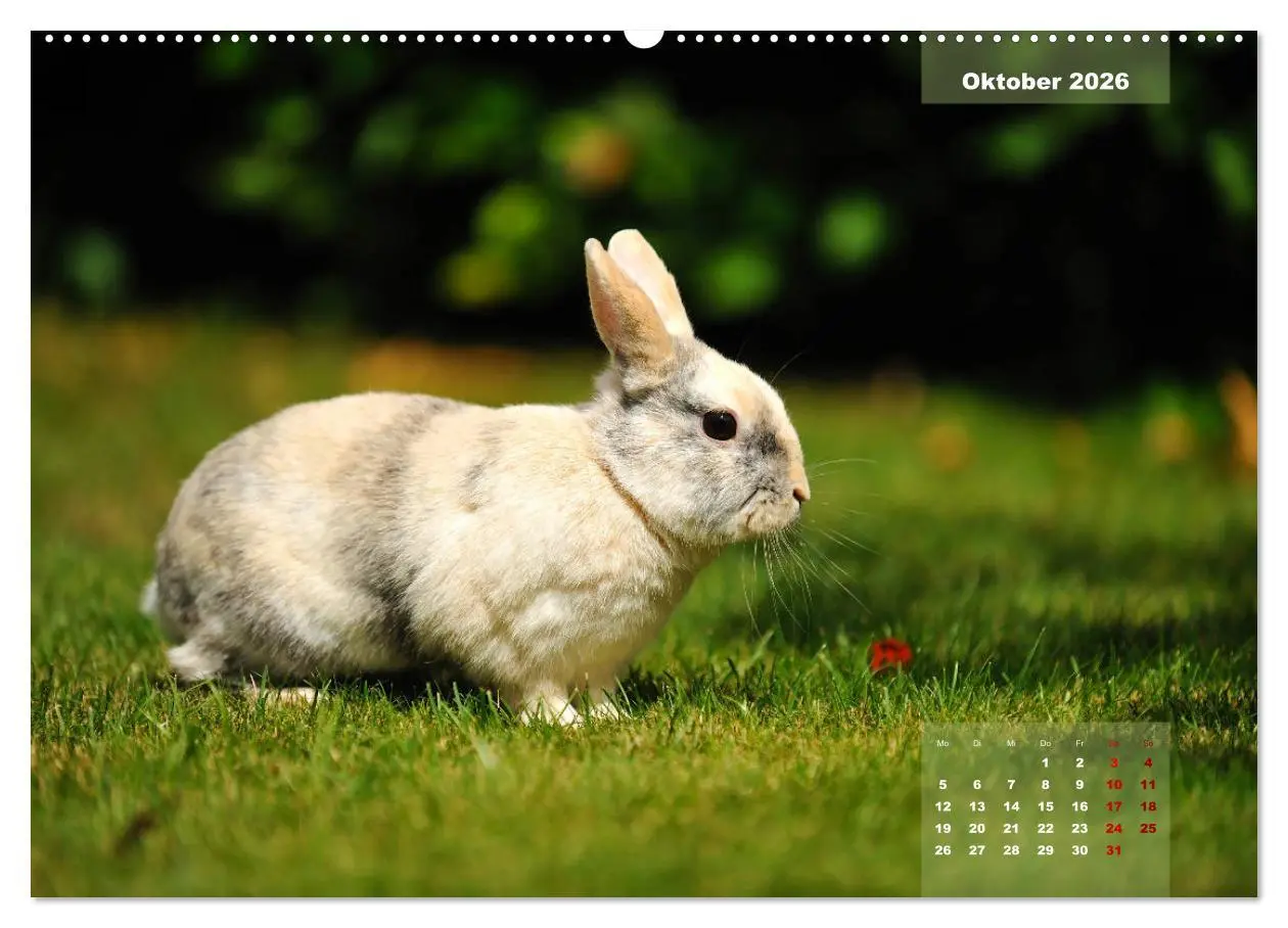 Bild: 9783457937952 | Kaninchen klein und putzig (Wandkalender 2026 DIN A2 quer),...