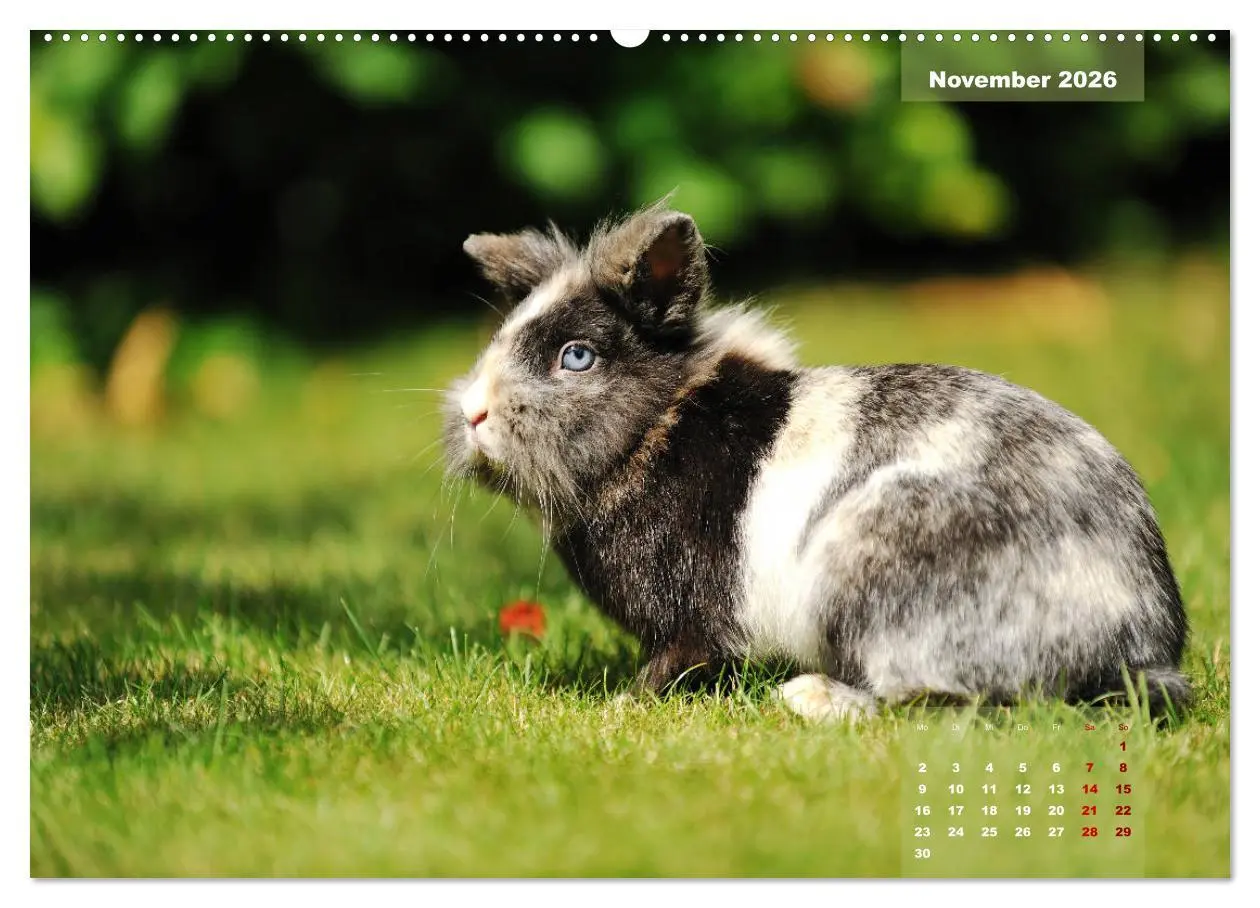 Bild: 9783457937952 | Kaninchen klein und putzig (Wandkalender 2026 DIN A2 quer),...