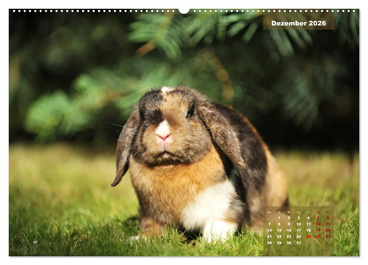 Bild: 9783457937952 | Kaninchen klein und putzig (Wandkalender 2026 DIN A2 quer),...