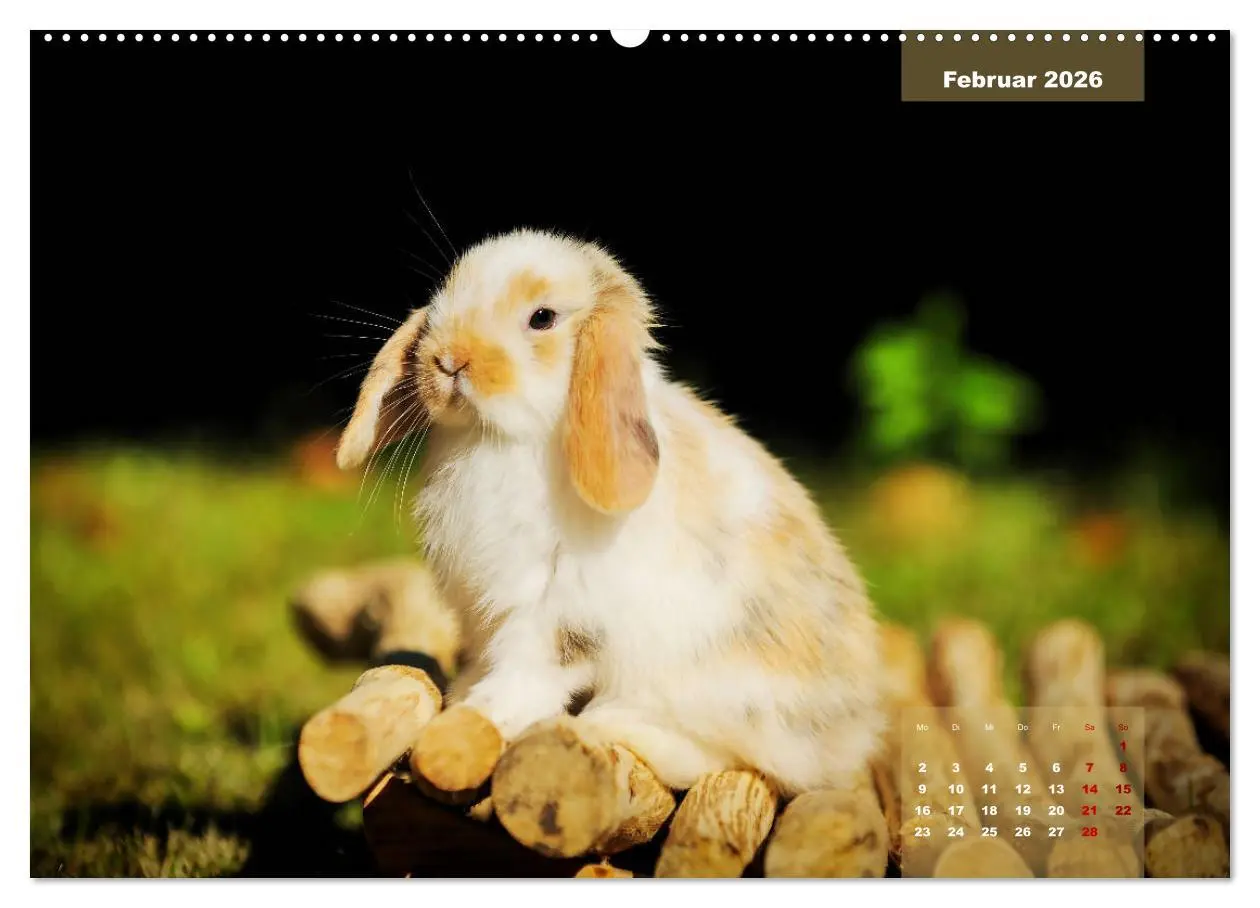 Bild: 9783457937952 | Kaninchen klein und putzig (Wandkalender 2026 DIN A2 quer),...