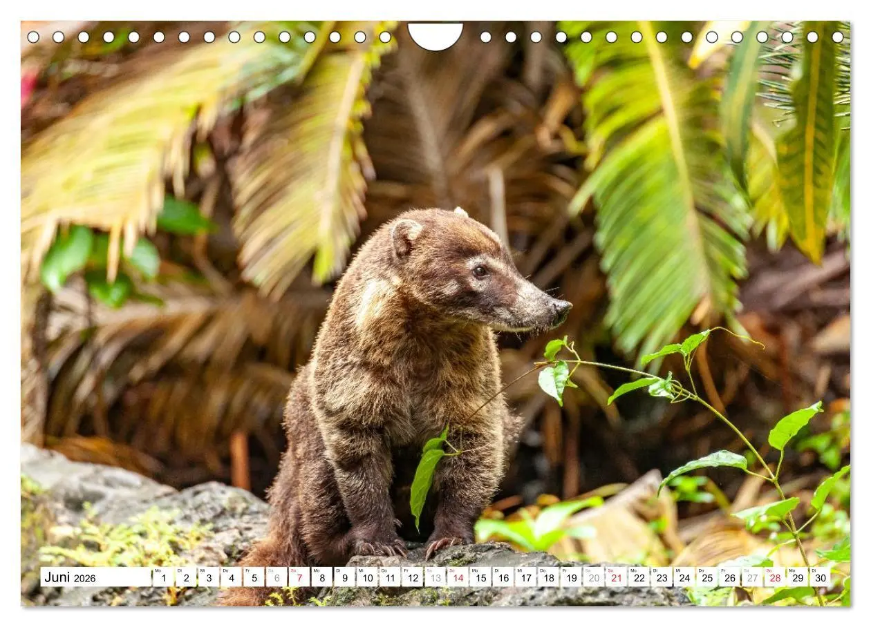 Bild: 9783457298152 | Costa Rica (Wandkalender 2026 DIN A4 quer), CALVENDO Monatskalender