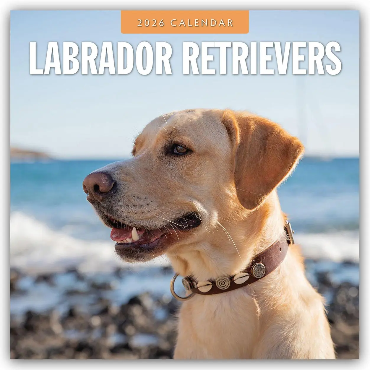 Cover: 9781804428252 | Labrador Retrievers 2026 Square Wall Calendar | Red Robin | Buch