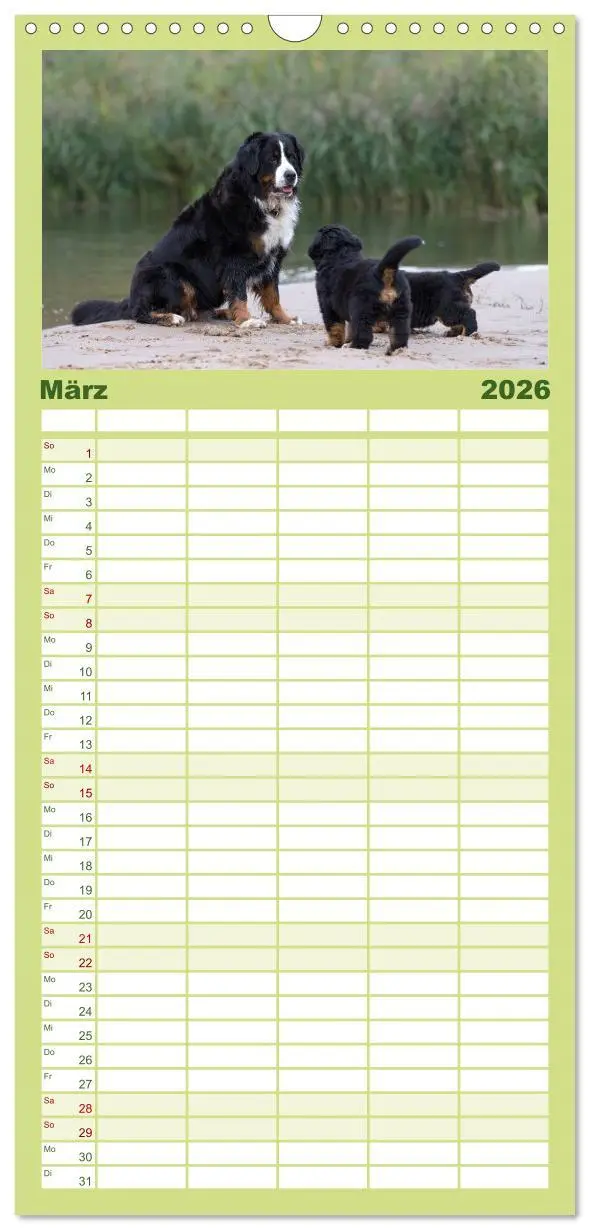 Bild: 9783516518252 | Familienplaner 2026 - Liebling BERNER SENNENHUND mit 5 Spalten...
