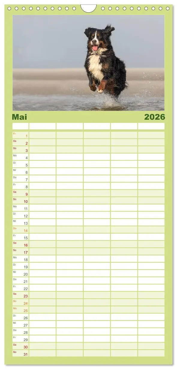Bild: 9783516518252 | Familienplaner 2026 - Liebling BERNER SENNENHUND mit 5 Spalten...