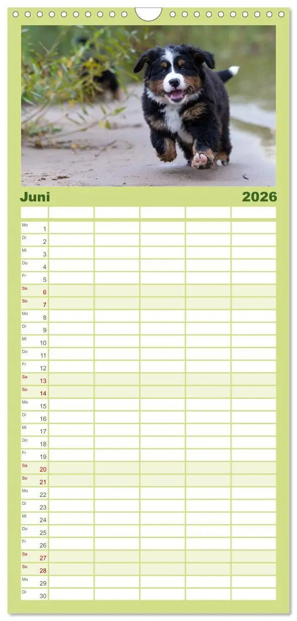 Bild: 9783516518252 | Familienplaner 2026 - Liebling BERNER SENNENHUND mit 5 Spalten...