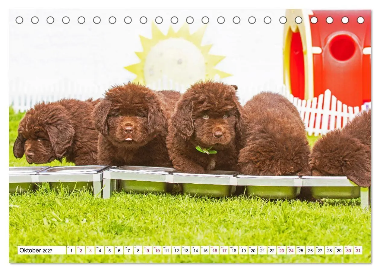 Bild: 9783569468252 | Neufundländer - Bilder aus der Kinderstube (Tischkalender 2027 DIN...