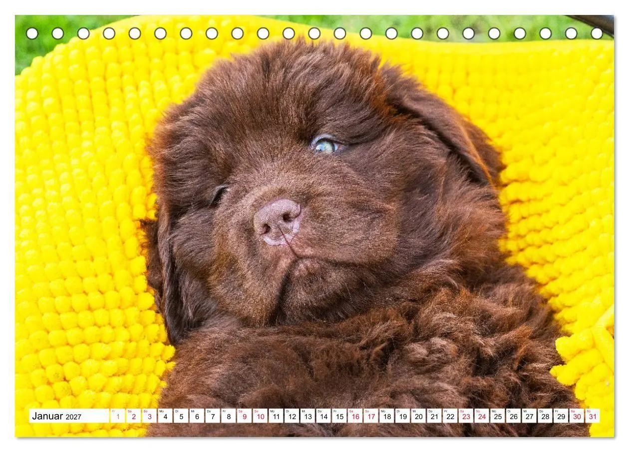 Bild: 9783569468252 | Neufundländer - Bilder aus der Kinderstube (Tischkalender 2027 DIN...