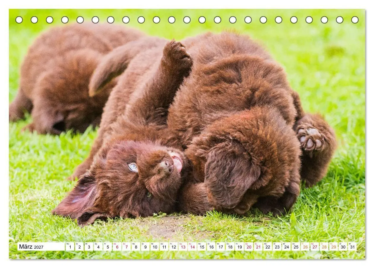 Bild: 9783569468252 | Neufundländer - Bilder aus der Kinderstube (Tischkalender 2027 DIN...