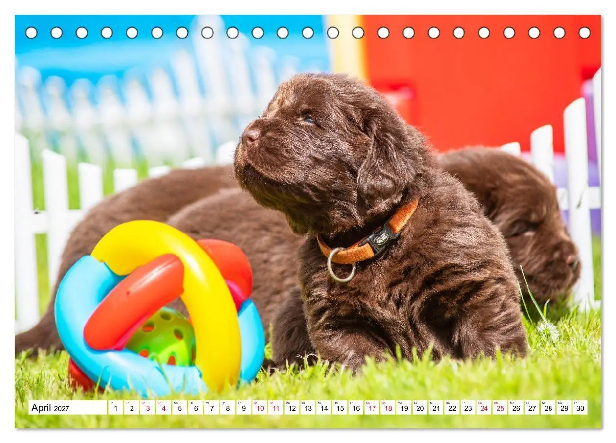 Bild: 9783569468252 | Neufundländer - Bilder aus der Kinderstube (Tischkalender 2027 DIN...