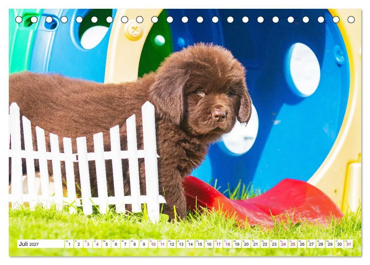 Bild: 9783569468252 | Neufundländer - Bilder aus der Kinderstube (Tischkalender 2027 DIN...