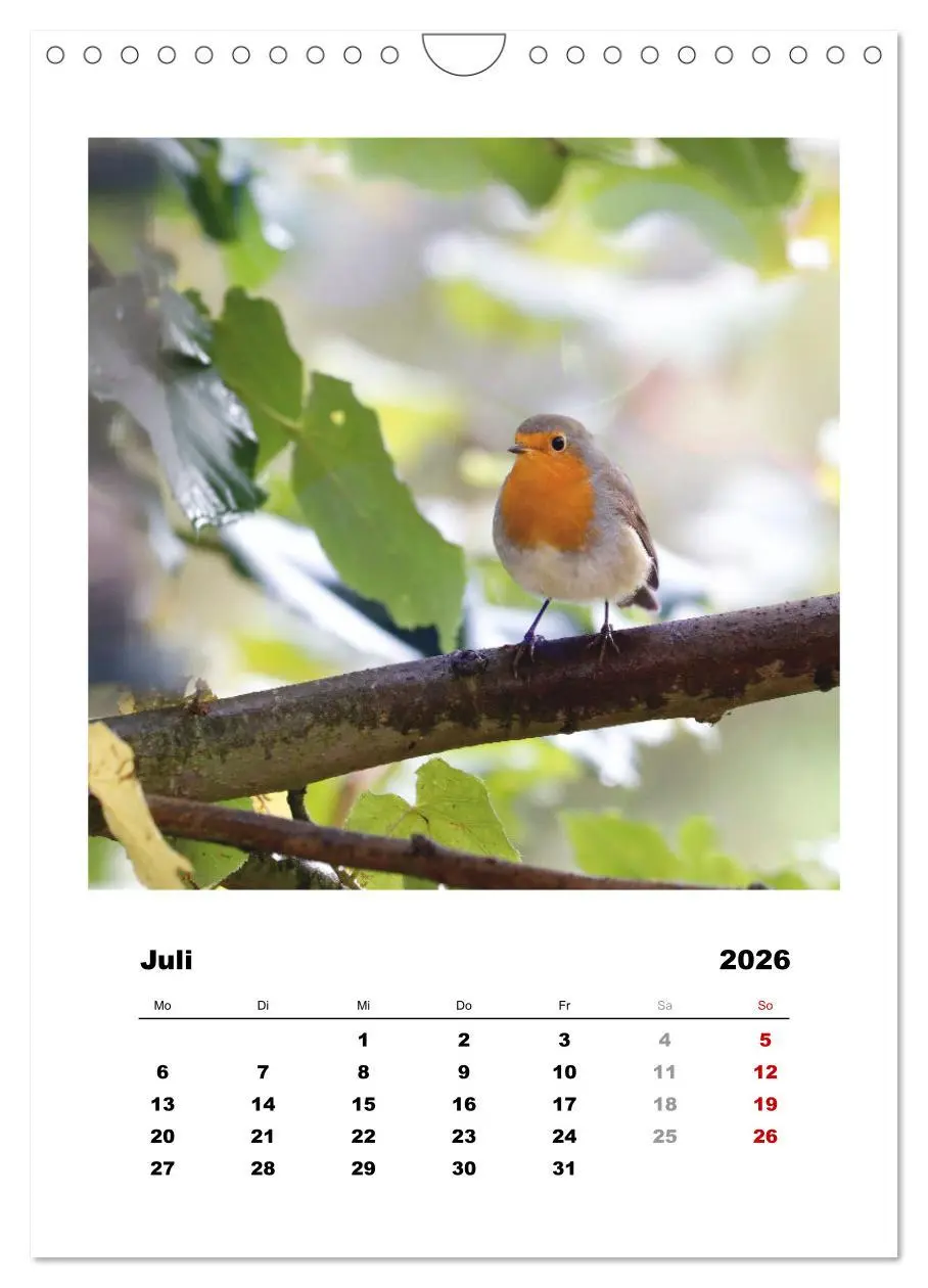 Bild: 9783516368352 | Rotkehlchen, süße kleine Knutschkugeln (Wandkalender 2026 DIN A4...