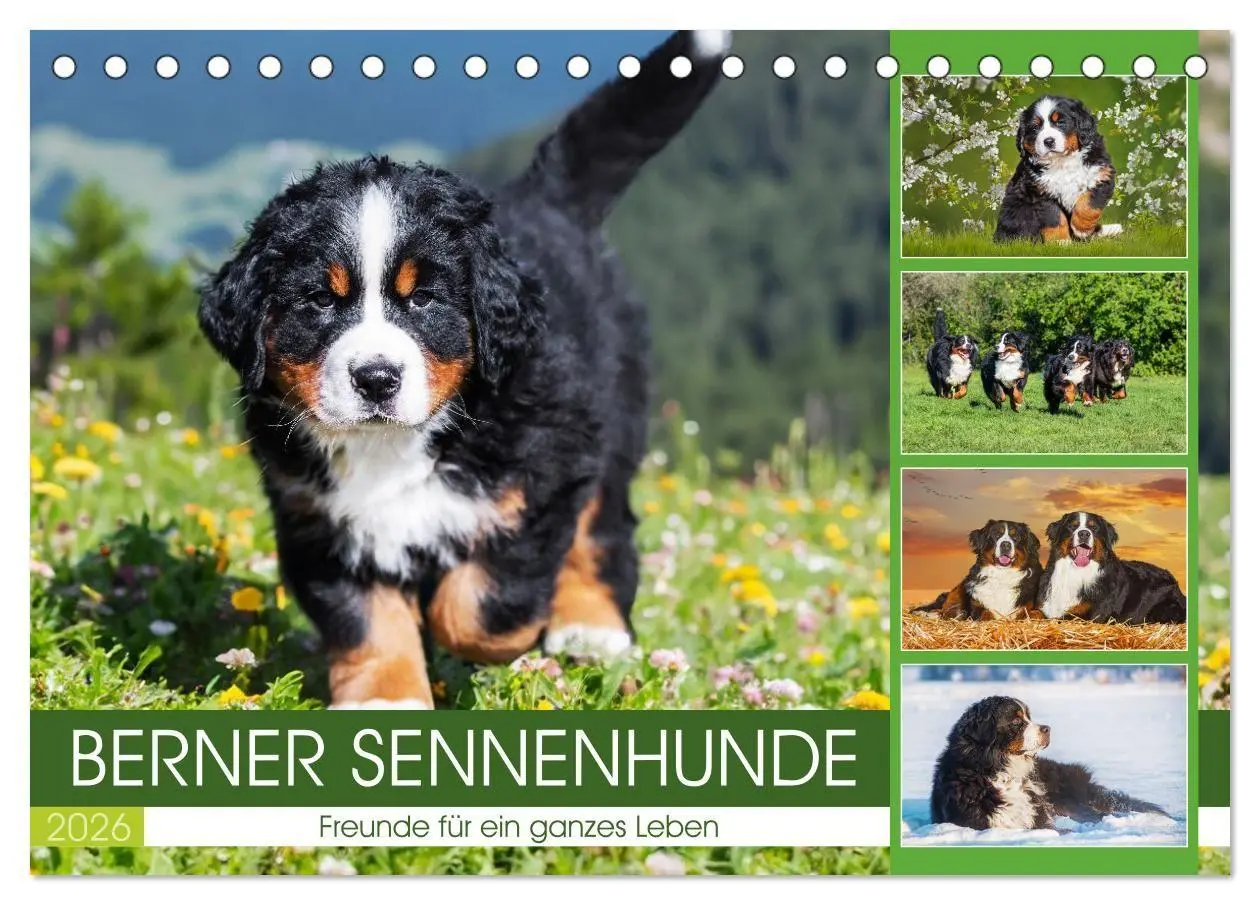 Cover: 9783516718652 | Berner Sennenhunde - Freunde für ein ganzes Leben (Tischkalender...