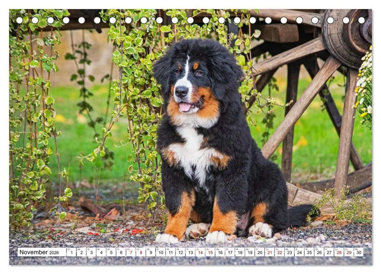 Bild: 9783516718652 | Berner Sennenhunde - Freunde für ein ganzes Leben (Tischkalender...